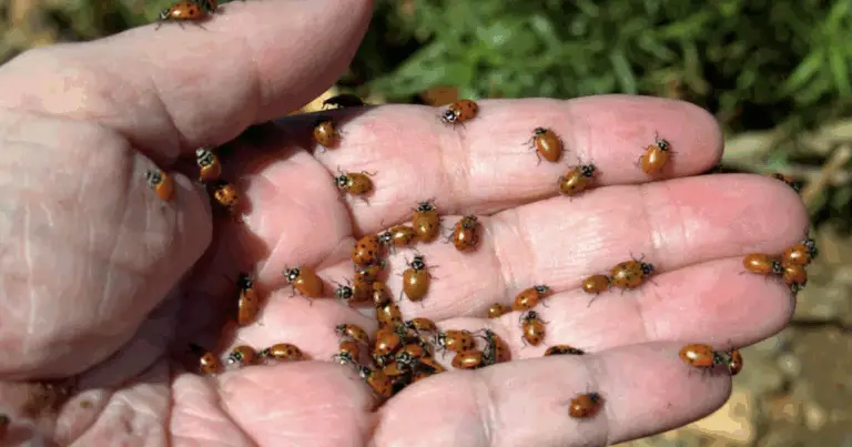  Come trasformare il tuo giardino in un ecosistema naturale e attrarre le coccinelle in modo efficace