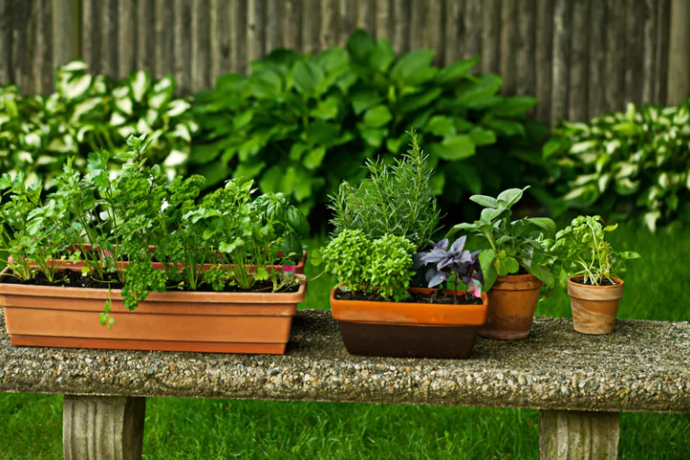 Giardinaggio creativo nei cassetti: soluzione urbana per coltivare ortaggi ed erbe aromatiche 🌿✨