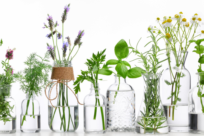 I segreti per coltivare le piante in acqua e trasformare il tuo ambiente 💧🌿