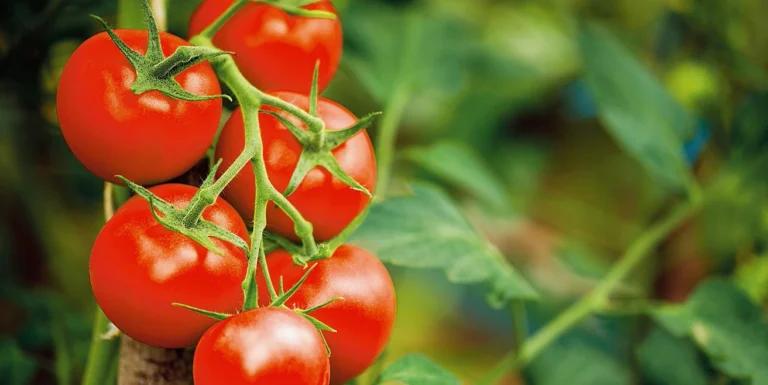 Potenzia le tue piante di pomodoro in modo naturale con un semplice fertilizzante fai da te