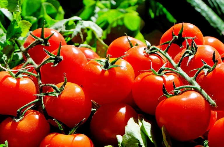 Tomato Cultivation in Italy: Tradizione e Modernità