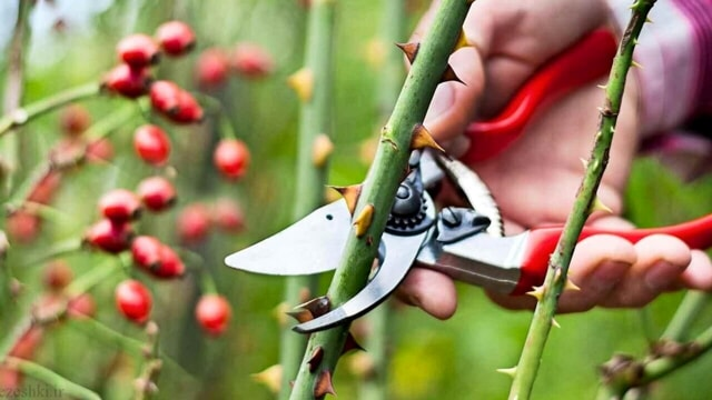 Come potare le rose per ottenere fioriture spettacolari e una pianta sana 🌹