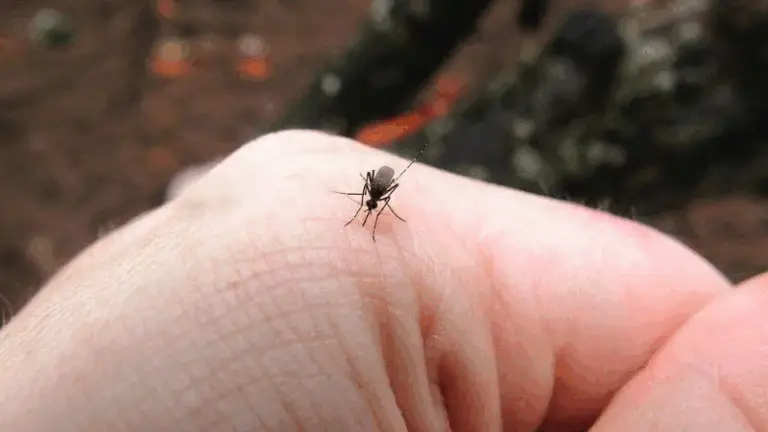 Guida completa per riconoscere, trattare e prevenire le punture più comuni e i loro sintomi 🌿