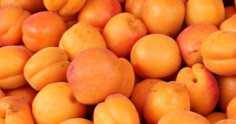 Albicocca: il piccolo tesoro dell’estate