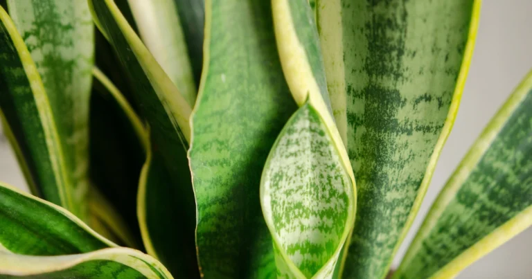 Conosci la lingua delle tue piante