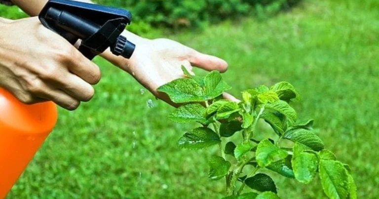 Antiparassitario Spray Fai-da-Te Contro gli Afidi: La Guida Completa!