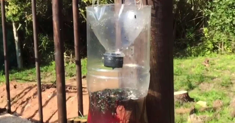 Trappola fai-da-te per mosche e zanzare