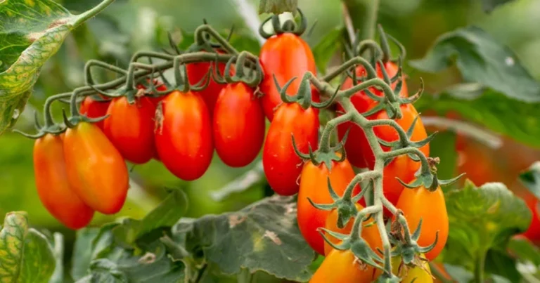 9 Piante da Coltivare Sotto i Pomodori: La Compagnia Perfetta per un Orto Rigoglioso!