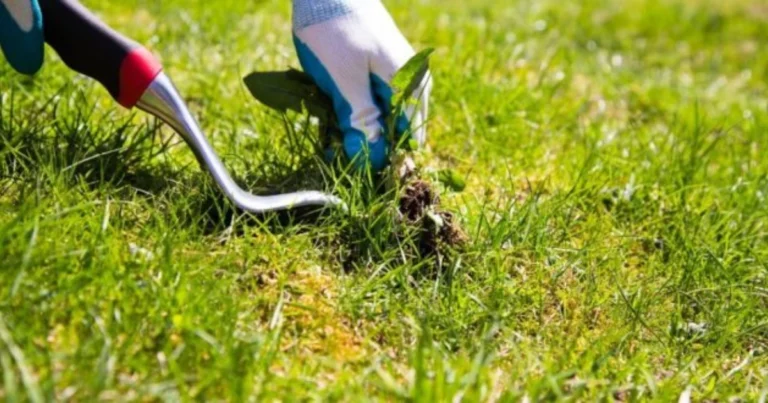 Come Eliminare le Erbacce in Modo Naturale ed Economico: Una Soluzione Sicura e Efficace per il Tuo Giardino