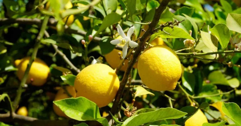 Benefici del Limone: Un Frutto Versatile e Salutare
