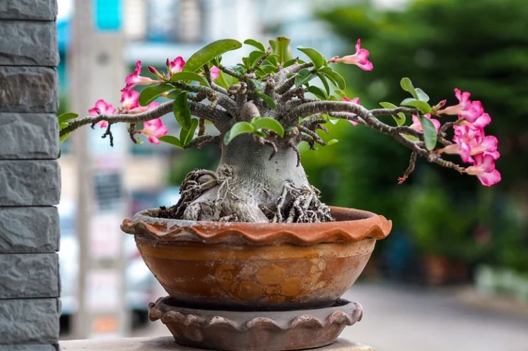 Guida completa alla coltivazione della Rosa del Deserto (Adenium obesum) 🌺