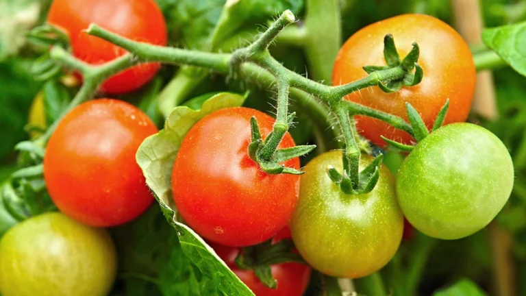 Guida Completa alle Fasi di Crescita e Sviluppo del Pomodoro in Italia