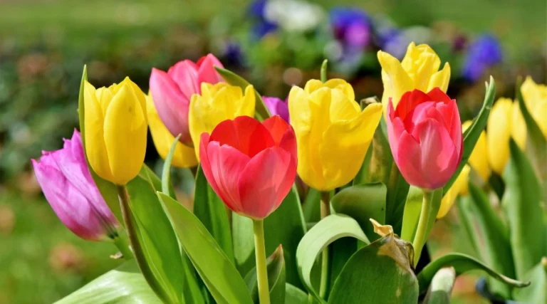 Guida completa ai fiori garantiti per tutti i tipi di giardino