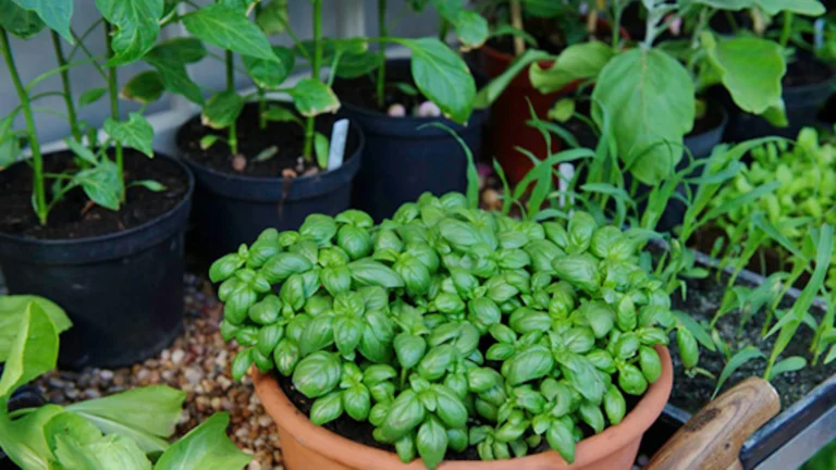 Coltivare erbe aromatiche in casa 🌿