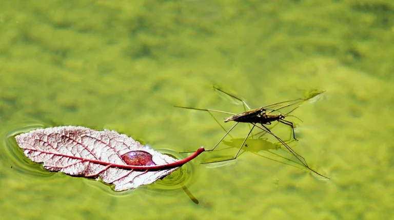 🌿 Come proteggere casa e giardino dalle zanzare in modo naturale ed efficace 🌿