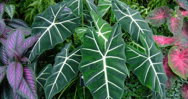 Guida completa per coltivare l’imponente Oreille d’Éléphant Géante e trasformare il tuo spazio in un paradiso tropicale 🏝️