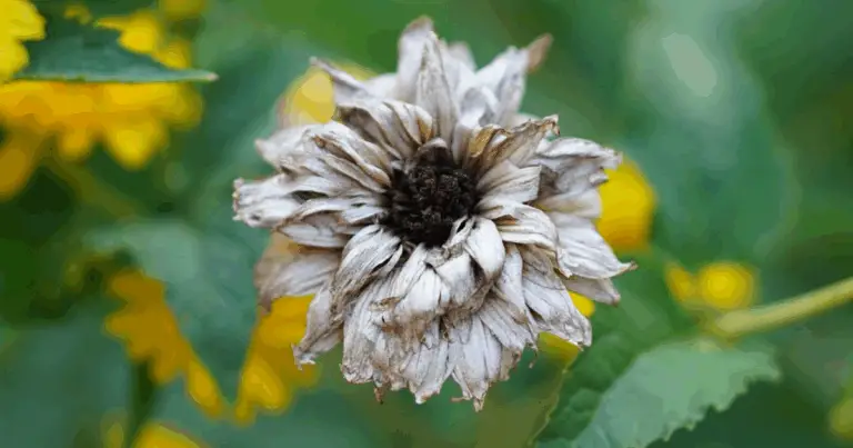 Segreti del Giardinaggio: Quali Fiori Trattare con Deadheading🌸🌼