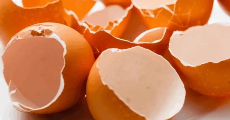 Usa i gusci d’uovo per trasformare il tuo giardino in un paradiso verde! 🥚🌿