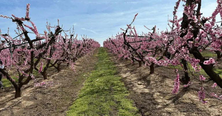 Trasforma il tuo spazio in un piccolo paradiso con un frutteto in vaso: 20 alberi da frutto adatti a qualsiasi balcone o terrazza 🍎🌿