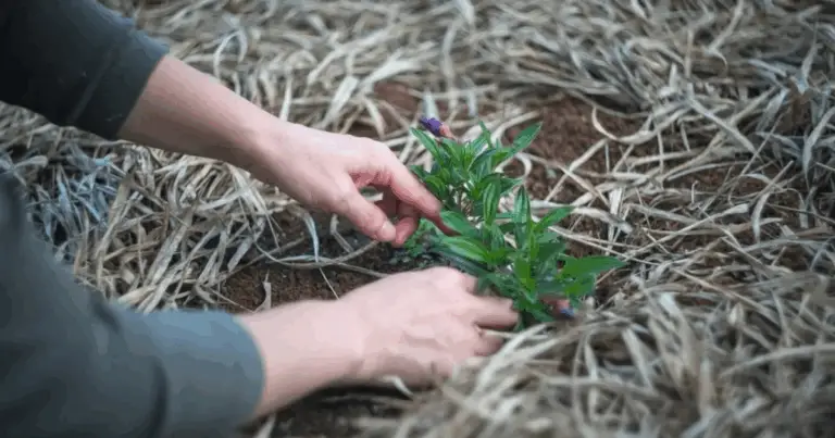  Maestria nella profondità di piantagione: la chiave per un giardino rigoglioso, produttivo e sostenibile 🌸🥕