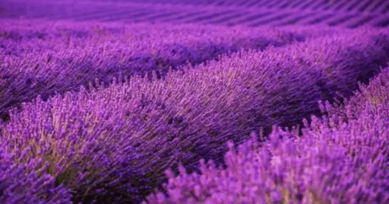 Segreti e Consigli per una Potatura Perfetta del Lavendel 🌸