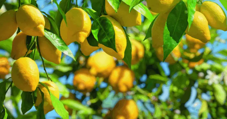 Trasforma la tua casa con un albero di limone in vaso: una guida completa alla coltivazione facile 🍋🌿