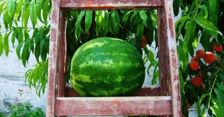 Il viaggio nel mondo della coltivazione di frutta e verdura: tempi, consigli e segreti per un giardino di successo 🌿🍎🍉