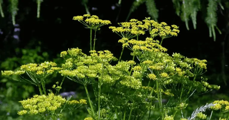 I Pericoli Nascosti della Pastinaca Selvaggia: Una Pianta Invasiva Che Può Provocare Ustioni Severe