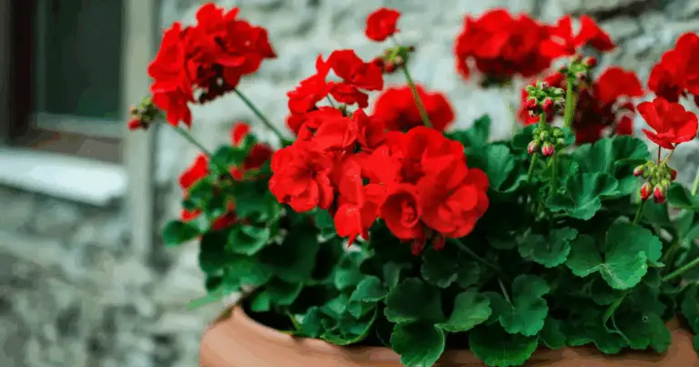 Tutto quello che devi sapere per coltivare e curare i gerani con successo 🌺