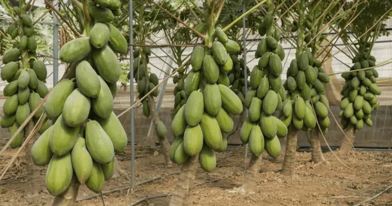 Scopri i benefici sorprendenti di coltivare papaia e peperoncino insieme per un’agricoltura sostenibile e redditizia 🌱🌶️