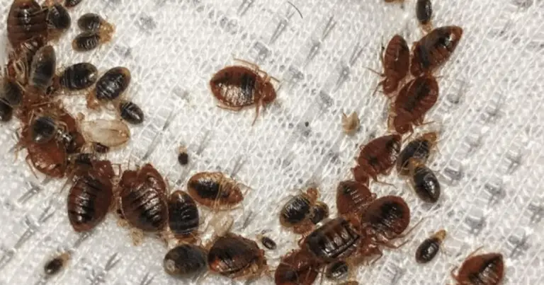 Les Pommades Mentholate: Un Remèdorf Naturale Efficace e Facile per Tenere Lontani i Nuisibili 🚫🌿