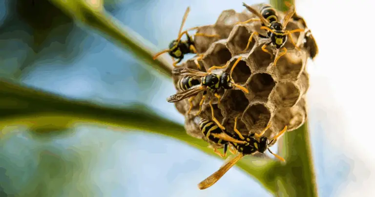 Insetti e Morsi: Come Riconoscerli, Prevenirli e Trattare le Piqiure Quest’Estate 🌿🕷️🦜