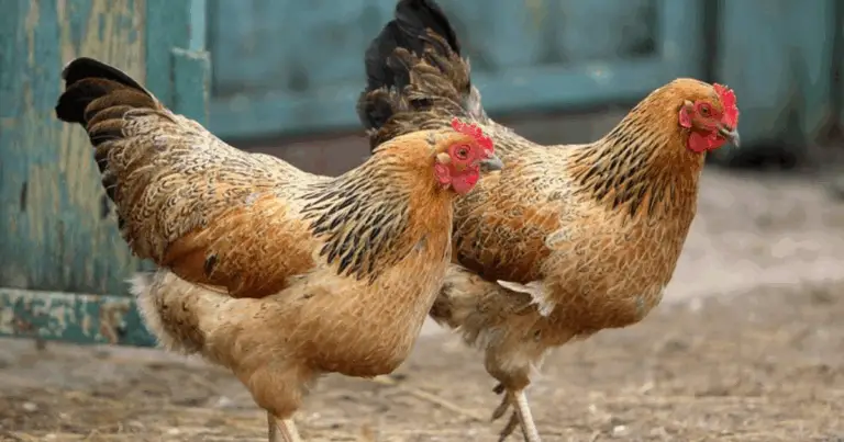  Consigli Completi per Creare un Pollaio Più Tranquillo, Sereno e Apprezzato! 🌸