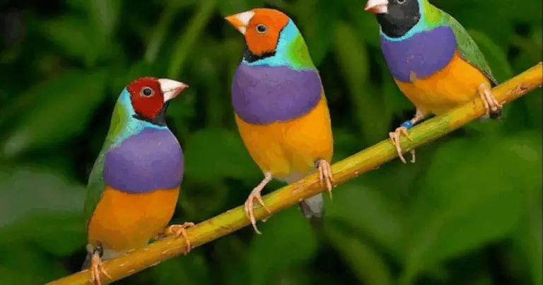 Scopri gli Uccelli Che Eliminano i Zanzare nel Tuo Giardino! 🦜🦟