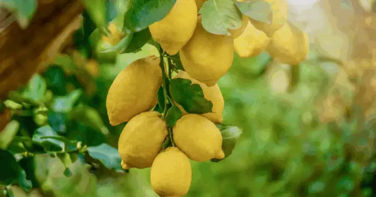 Come Coltivare Limoni a Casa in modo Creativo e Naturale 🍋🌱