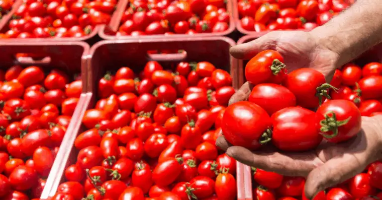 Guida Completa alla Coltivazione e alla Raccolta di Pomodori in Italia