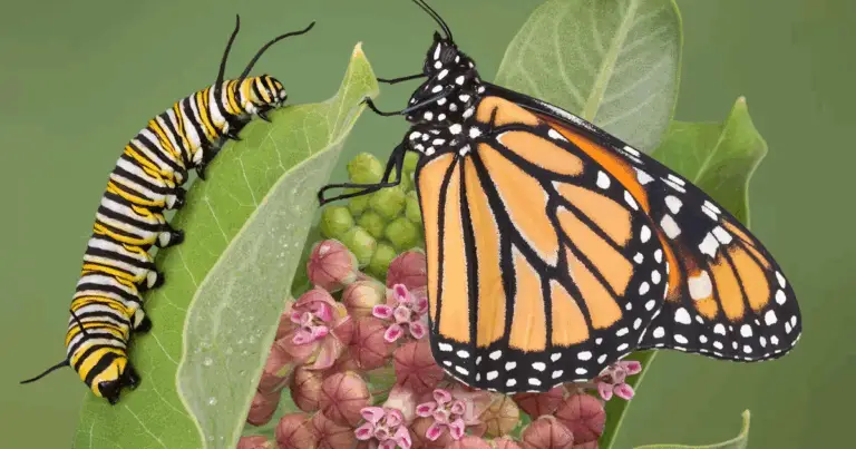 I segreti per un giardino sano e rigoglioso: conoscere i tuoi amici e nemici degli insetti! 🌿🐞