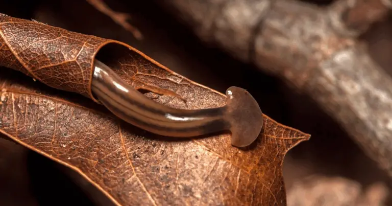 Attenzione ai Verre Tête de Marteau 🐛🌱