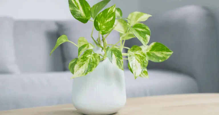 Tecniche naturali e accessibili per curare le piante d’appartamento usando ingredienti di cucina 🍃