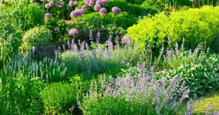 Come Creare un Giardino Aromatico e Beautiful con Erbe e Fiori Fragranti Comuni