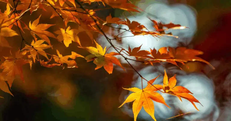 Analisi di ciascun Paese e del suo albero nazionale:Canada – Arce (Acero)