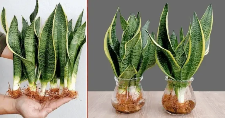 Plante da interior che purificano l’aria 🌿