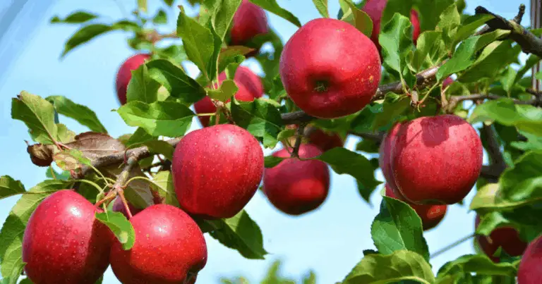 Cose sorprendentemente utili sulla coltivazione di alberi da frutto tramite talea – tutto quello che devi sapere per rendere il tuo giardino un vero paradiso di sapori e colori 🌱🍎🍒