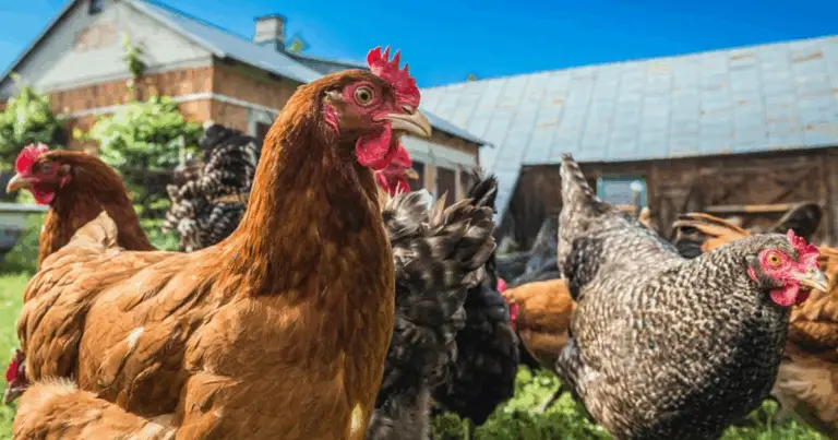 Scopri Tutto sulla Allevamento delle Coturnici e ottieni Uova Fresche Tutto l’Anno! 🐣🥚