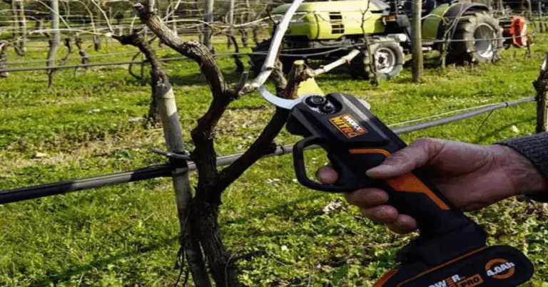  Guida Completa alla Potatura: Quando, Come e Perché Prendersi Cura delle tue Piante 🌿