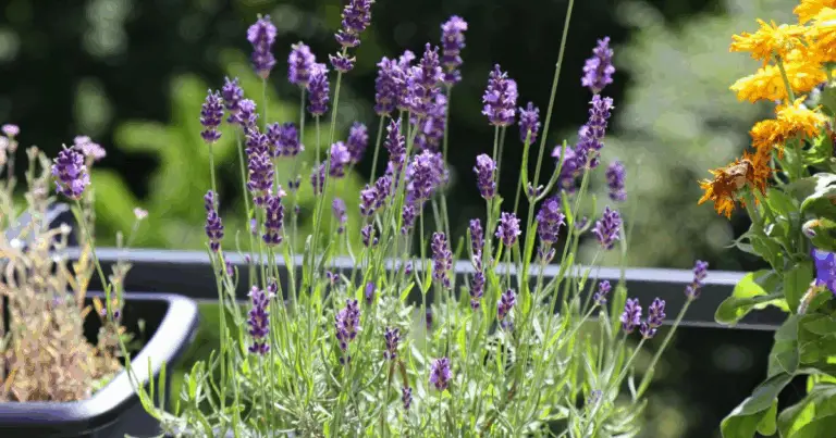 Il segreto per un giardino profumato, bello e ricco di vita 🌹🌿