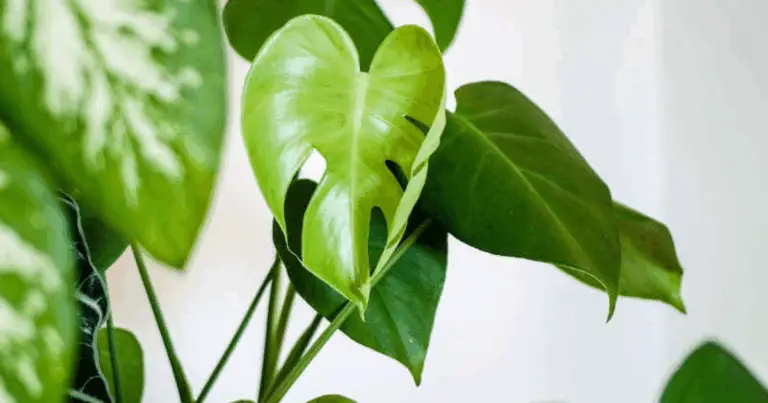 Scopri le 14 migliori piante da interno che non richiedono molte cure 🌿✨