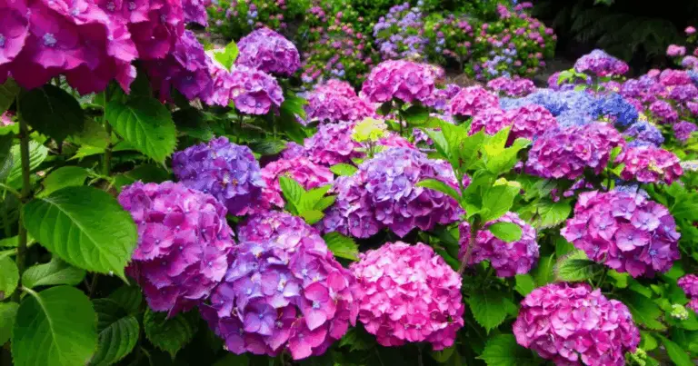 Trasforma le tue Hydrangeas e crea un giardino da sogno con colori naturali 🌸✨