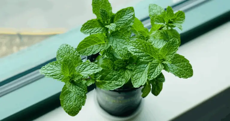 I segreti degli unguenti al mentolo: un repellente naturale ed efficace contro tutti i parassiti in casa 🌿🦟