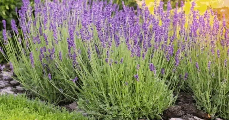  Cultivare la Lavanda in Casa: Guida Completa per un Giardino Aromatico e Rilassante 🌸
